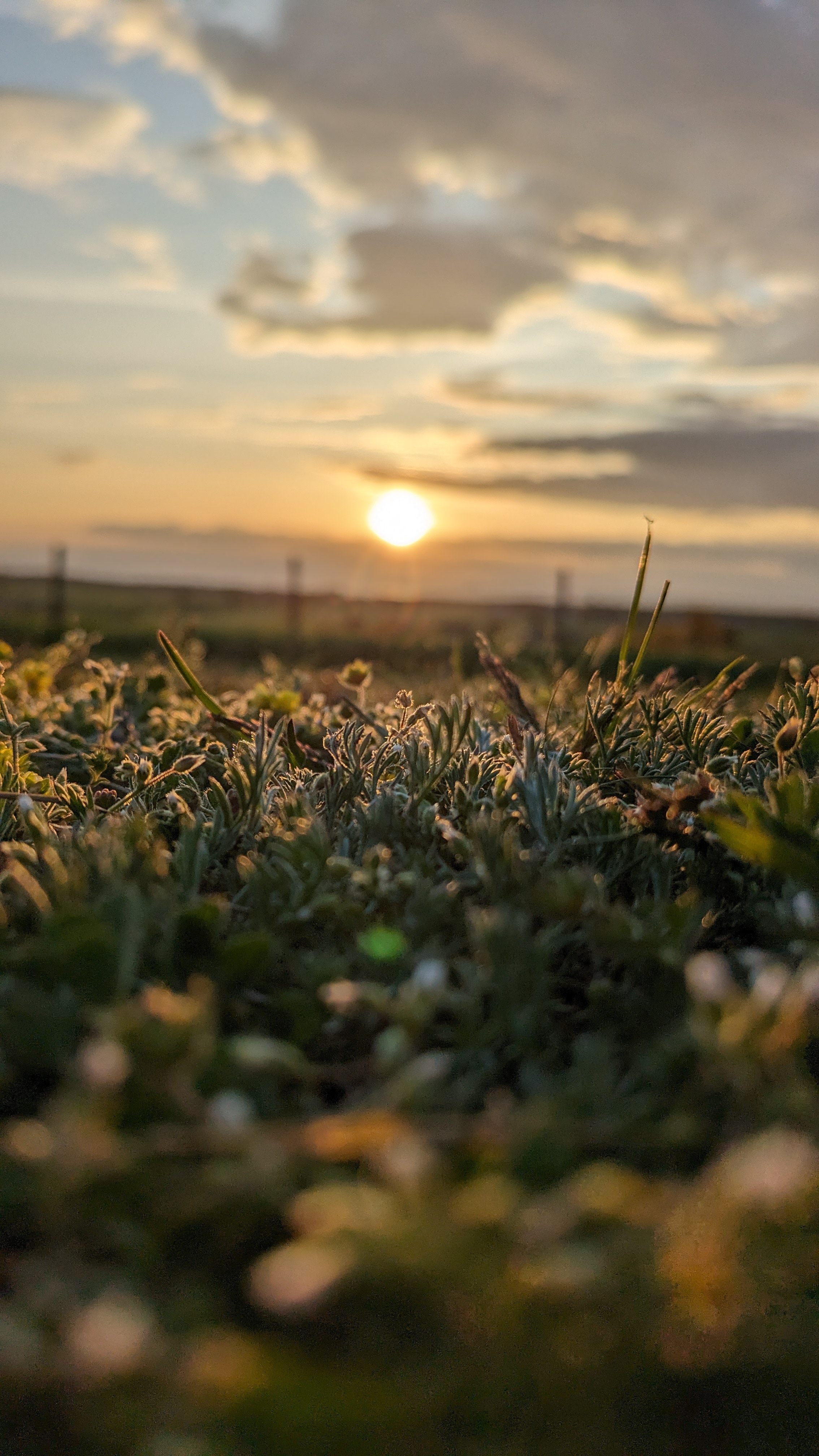 sun_and_grass